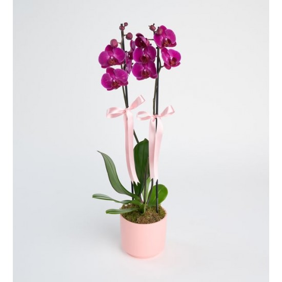 çift dallı Mor Orkide